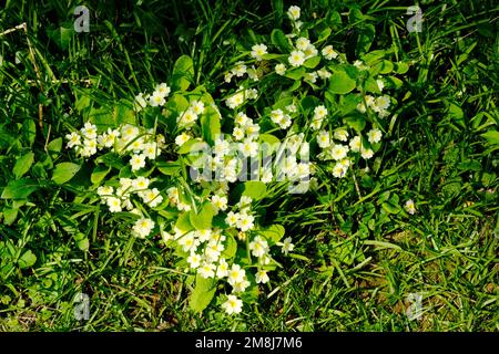 Primula vulgaris sauvage ou Primrose commun en pleine floraison - John Gollop Banque D'Images