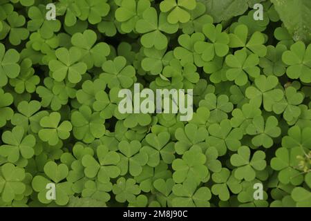 Fond vert naturel avec trois shamrogs frais. St. Symbole des fêtes de Patrick. Vue de dessus. Mise au point sélective. Banque D'Images