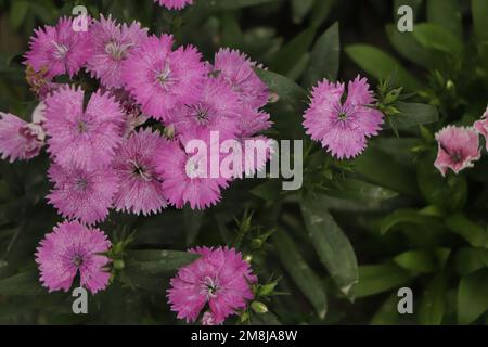 La carnation rose cheddar ou rose clou de girofle est une plante à fleurs herbacée de la famille des Caryophyllacées Banque D'Images