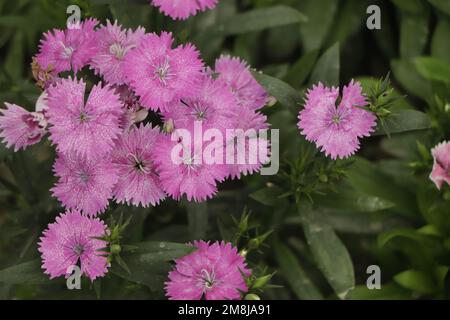 Cheddar Cliff Pink (Dianthus gratianopolitanus) jardin de roche vivace Banque D'Images