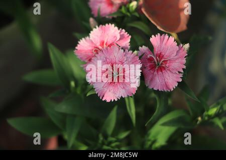 Beau Dianthus, pinks vivaces au soleil éclatant. Banque D'Images