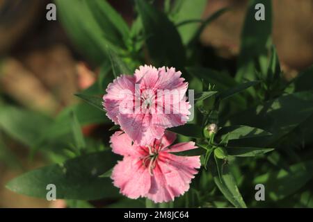 Beau Dianthus, pinks vivaces au soleil éclatant. Banque D'Images