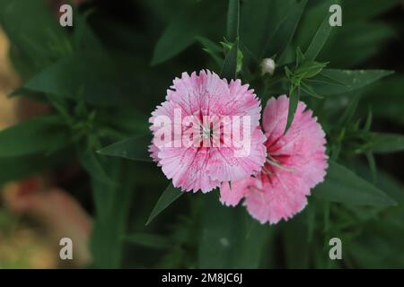 Fleur de dianthus rose cheddar dans le jardin Banque D'Images