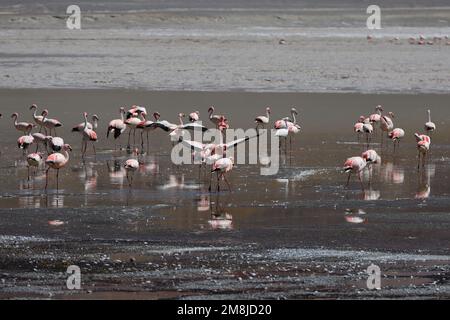 Groupe de Flamingos à Laguna Grande, Catamarca, Argentine Banque D'Images