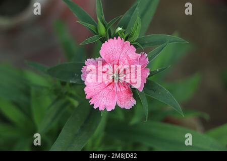 La carnation rose cheddar ou rose clou de girofle est une plante à fleurs herbacée de la famille des Caryophyllacées Banque D'Images