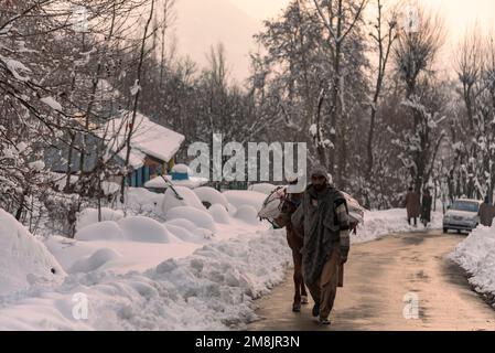 Srinagar, Inde. 14th janvier 2023. Un homme tire son poney le long d'une route pendant une soirée après une forte chute de neige dans la périphérie de Srinagar avalanches ont été signalés samedi dans les districts de Bandipora (Gurez) et Ganderbal (Sonamarg) de Jammu-et-Cachemire, qui ont été témoins de fortes chutes de neige au cours des derniers jours. L'avalanche à Sonamarg est la deuxième à frapper le district en deux jours. (Photo par Irrees Abbas/SOPA Images/Sipa USA) crédit: SIPA USA/Alay Live News Banque D'Images