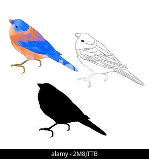 Bluebird petit throush oiseau contour et silhouette sur un fond blanc vintage vecteur illustration modifiable main dessiner Illustration de Vecteur