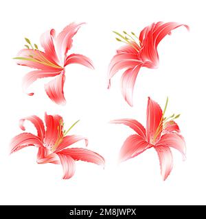 Lily Lilium candidum, une fleur rouge sur un fond blanc vintage vecteur illustration modifiable dessin à la main Illustration de Vecteur