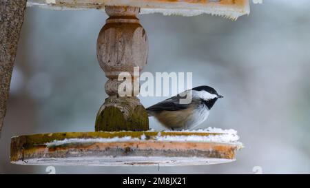 Chickadee à capuchon noir (Poecile arricapillus) perchée sur un mangeoire à oiseaux en bois avec gel, scène hivernale Banque D'Images