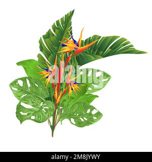 Belle Strelitzia reginae fleurs tropicales et feuilles de banane et monstera sur fond blanc vintage vecteur illustration modifiable main dessiner Illustration de Vecteur