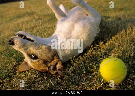 Jack Russell Terrier jouant avec le ballon Banque D'Images