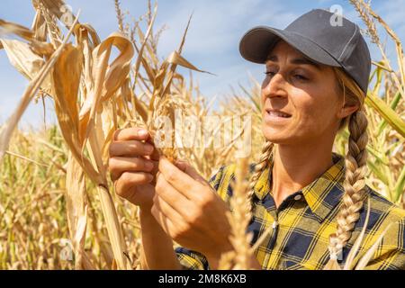 La travailleuse agricole analyse maïs doux champ de maïs ou nature Cornfield Farm comme concept de mode de vie agricole. Contrôle de qualité expert. Banque D'Images