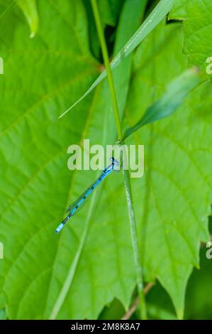 Little Canada, Minnesota. Parc Gervais. Bluet familier, Enallagma civilile reposant sur une plante verte. Banque D'Images