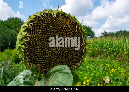 Grande tête de tournesol avec fleurs graines dans le jardin de la maison de près. Banque D'Images