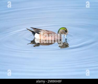 Un Wigeon américain (Mareca americana) nage dans la réserve écologique Bolsa Chica à Huntington Beach, en Californie. Banque D'Images