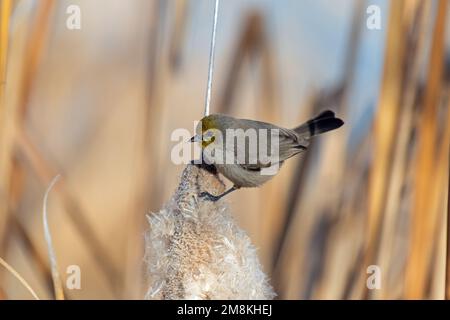 Verdin (Auriparus flaviceps) Banque D'Images