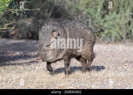 Javelina (Tayassu tajacu) Banque D'Images