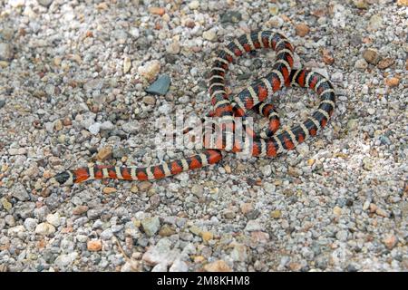 Couleuvre mince de Sonoran Mountain (Lampropeltis pyromelana) Banque D'Images