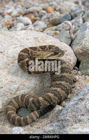 Rattlesnake de queue noire juvénile (Crotalus molossus) avec ventre plein Banque D'Images