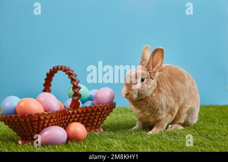 Petit lapin dans le panier avec œufs décorés - carte de Pâques. Copier l'espace Banque D'Images