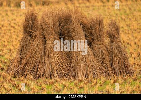 Lots de paille de riz fraîchement récoltée dans Golden Field Banque D'Images