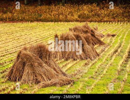 Liasses de riz fraîchement récoltées en liles sur les rangées coupées dans les petits champs Banque D'Images