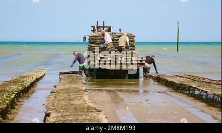 Une vue sur les oystermen, occupé au travail sur la plage de l'Utah, Normandie, France, Europe Banque D'Images