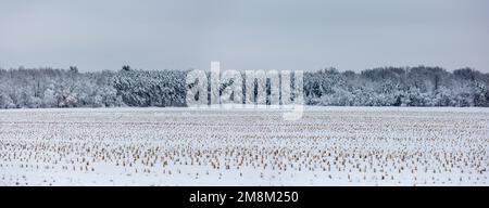 Neige couverte champ de maïs récolté après une tempête de neige dans le Wisconsin, panorama Banque D'Images