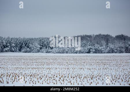 La neige couvrait le champ de maïs récolté après une tempête de neige dans le Wisconsin, à l'horizontale Banque D'Images