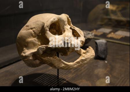 Homo georgicus trouvé à Dmanisi, Géorgie. Crâne et mâchoire inférieure d'un vieil homme (moulages). Exposé au Musée des sciences naturelles de Bruxelles, Belgique. Banque D'Images