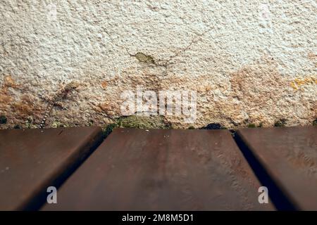 Un petit lézard de ville sur une terrasse de grand standing avec parquet en acacia Banque D'Images