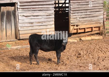 Jeune vache noire dans la cour de la grange Banque D'Images