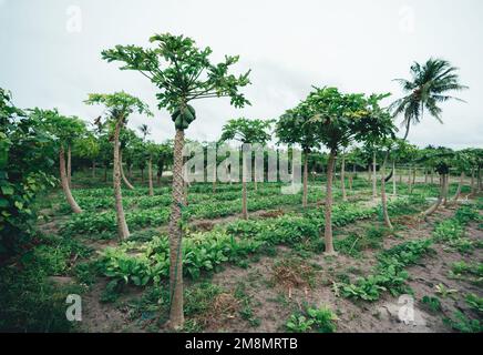 Une vue grand angle d'un champ de récolte de papaye composé d'arbres fruitiers alignés horizontalement dans une séquence alternant avec la végétation du sol sur T Banque D'Images