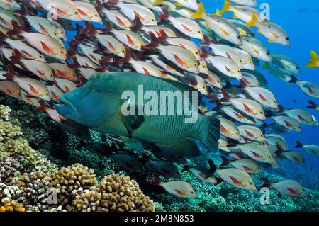 Wrasse à tête plate (Cheilinus undulatus) et vivaneau rouge à bosse (Lutjanus gibbus) sur le corail dur de Fakarava, Pacifique Sud, Polynésie française Banque D'Images