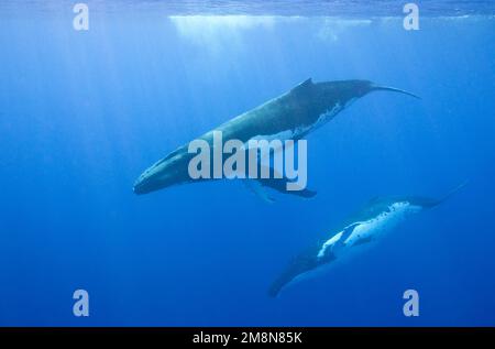 Les baleines à bosse (Megaptera novaeangliae) plongent au large de la mer du Sud de Moorea, Polynésie française Banque D'Images