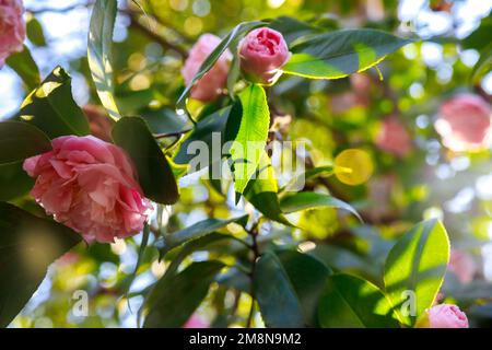 Les roses fleurissent au jardin au printemps. Banque D'Images