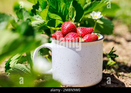 Fraises biologiques mûres et juteuses du jardin. Banque D'Images