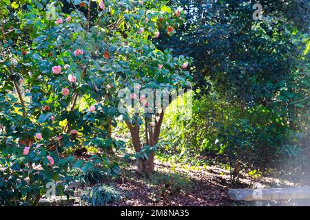 Roses roses poussant sur les buissons dans le jardin. Banque D'Images