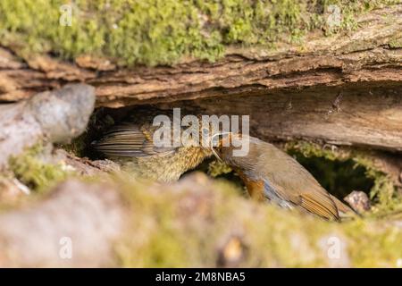 Robin européen [ erithacus rubecula ] adulte nourrissant des juvéniles sous le bois de mousse Banque D'Images