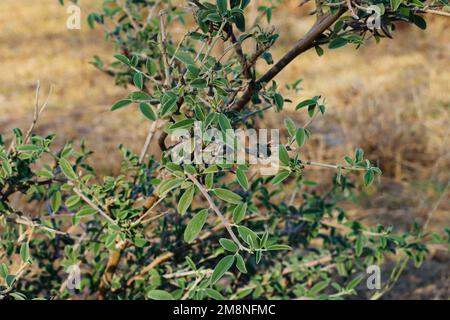 La ferme de l'usine d'Indigofera oblongifolia. Banque D'Images