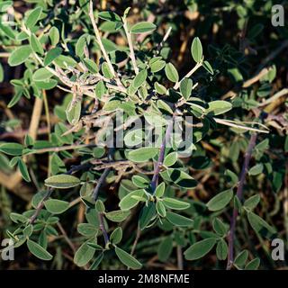 La ferme de l'usine d'Indigofera oblongifolia. Banque D'Images