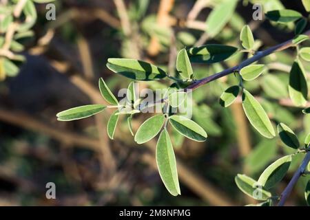 La ferme de l'usine d'Indigofera oblongifolia. Banque D'Images