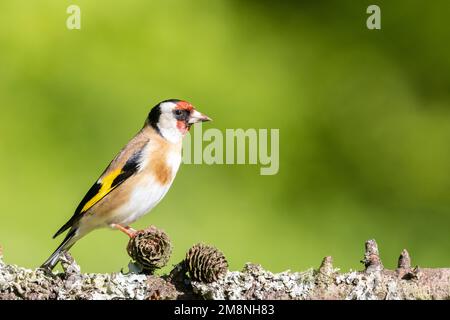 European Goldfinch [ Carduelis carduelis ] sur Lichen branche de mélèze couverte avec deux cônes Banque D'Images