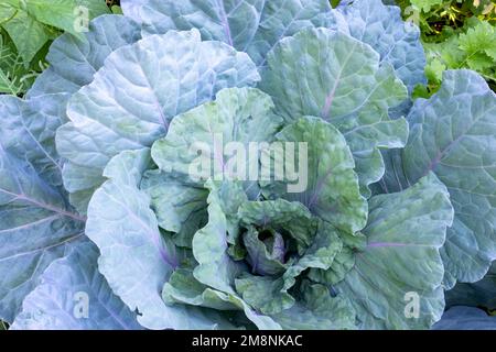 Issaquah, Washington, États-Unis. Plante de chou de couleur argent Banque D'Images