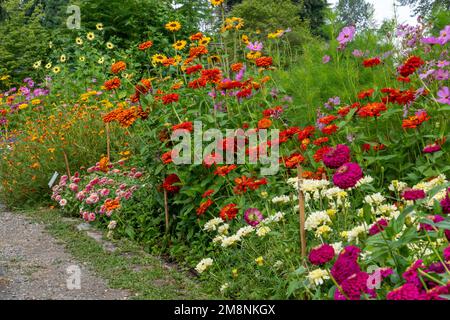Bellevue, Washington, États-Unis. Rangée de Zinnies élégantes de différentes couleurs et d'autres fleurs. Banque D'Images