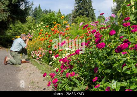 Bellevue, Washington, États-Unis. Homme photographiant une rangée de Zinnies élégantes de différentes couleurs et d'autres fleurs. Banque D'Images