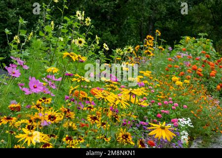 Bellevue, Washington, États-Unis. Goldstrum fleurs de Susan à yeux noirs, zinnies, Garden Cosmos, tournesols et un mélange d'autres fleurs. Banque D'Images