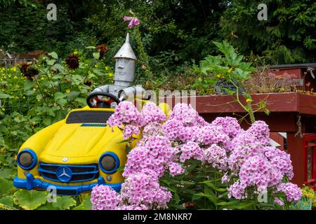 Bellevue, Washington, États-Unis. Humoristique 'Tin Man' conduisant une voiture en métal à côté de l'arbuste Phlox 'Bright Eyes' dans le jardin des enfants dans le Bellevue Demo Banque D'Images