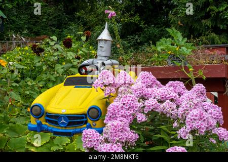 Bellevue, Washington, États-Unis. Humoristique 'Tin Man' conduisant une voiture en métal à côté de l'arbuste Phlox 'Bright Eyes' dans le jardin des enfants dans le Bellevue Demo Banque D'Images