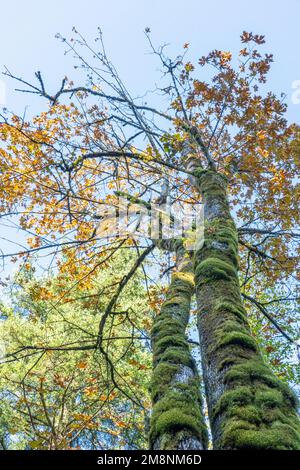 Parc du comté de Mirrormont, Issaquah, Washington, États-Unis. Vue vers le haut sur un tronc recouvert de mousse d'un érable à grande feuille en automne. Banque D'Images